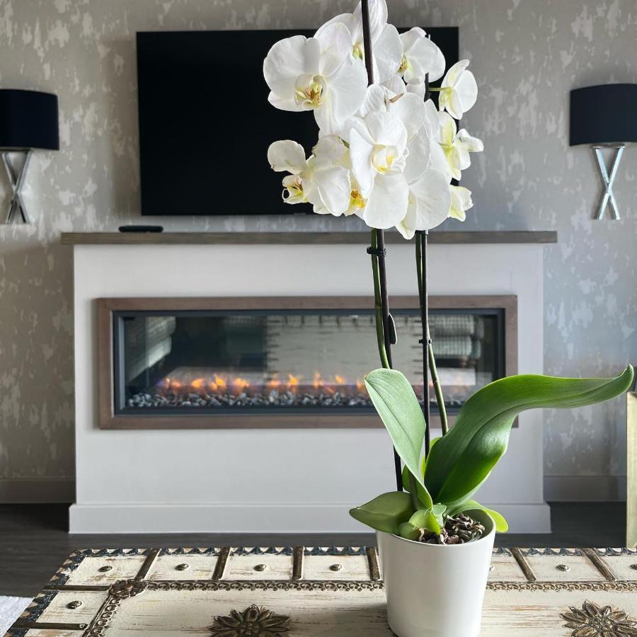 Boulevard Hotel Blackpool Zewnętrze zdjęcie A white orchid in a living room